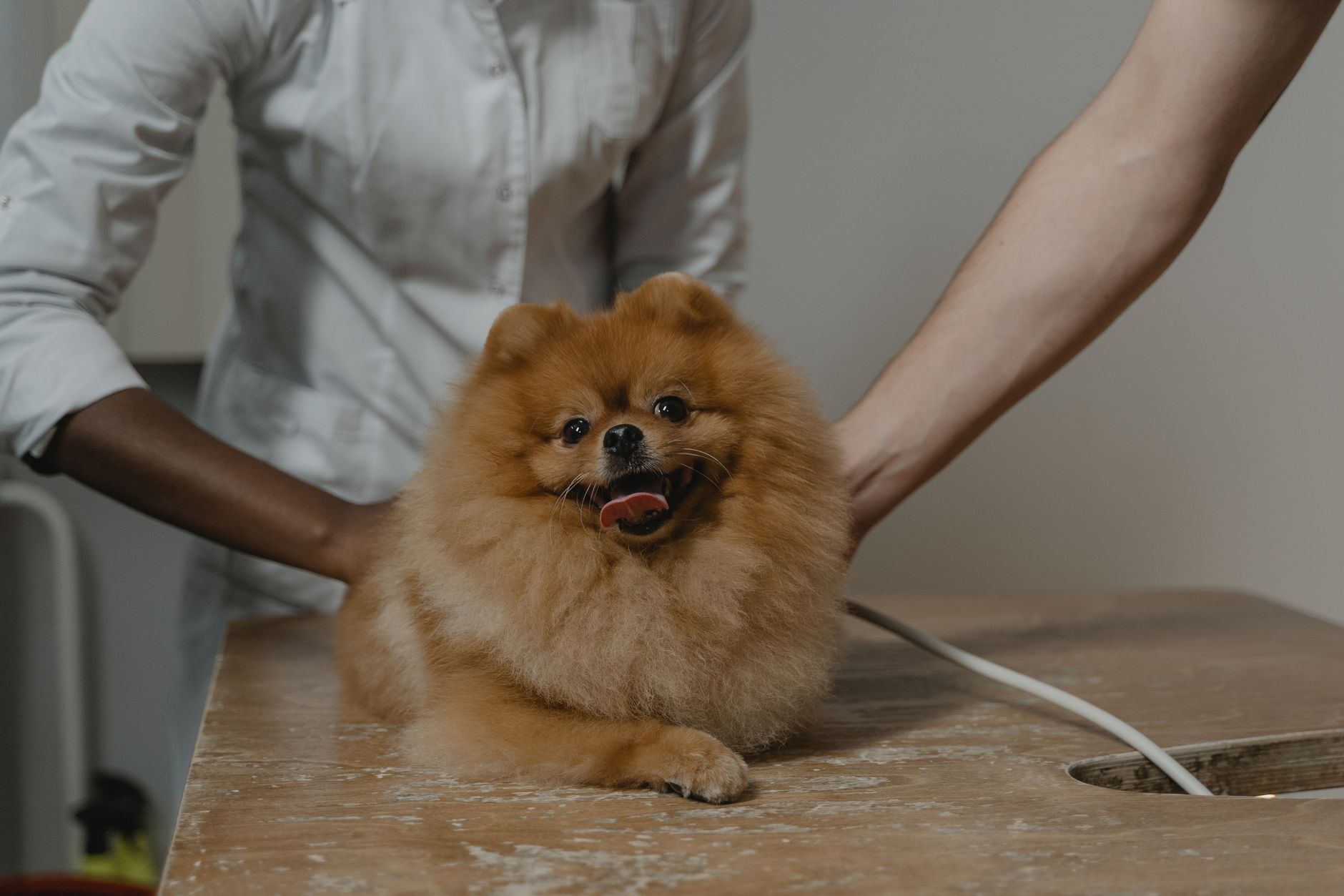 How to Book a Vet Appointment the Right Way